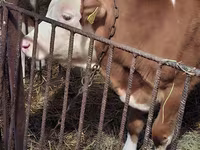 Bulle, Simmental cattle — Foto 1
