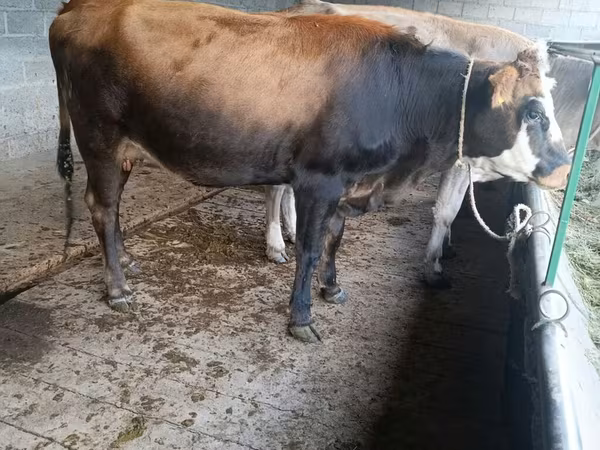 Tehén, Swiss cattle