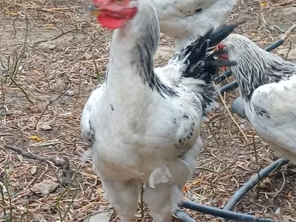 Chickens