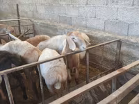 Berbec, Hissar sheep — foto 1