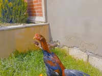 Chickens — Foto 3
