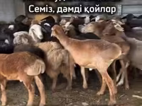 قوچ, گوسفند — عکس 1