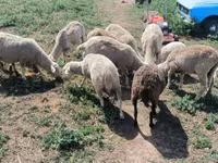Berbec, Merino sheep — foto 4