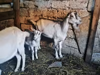 Kambing jantan, Alpine goat — foto 2