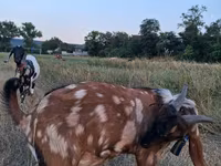 Ziegenbock, Nubian Goat — Foto 2