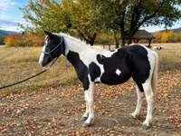 Kuda betina, Gypsy horse — foto 1
