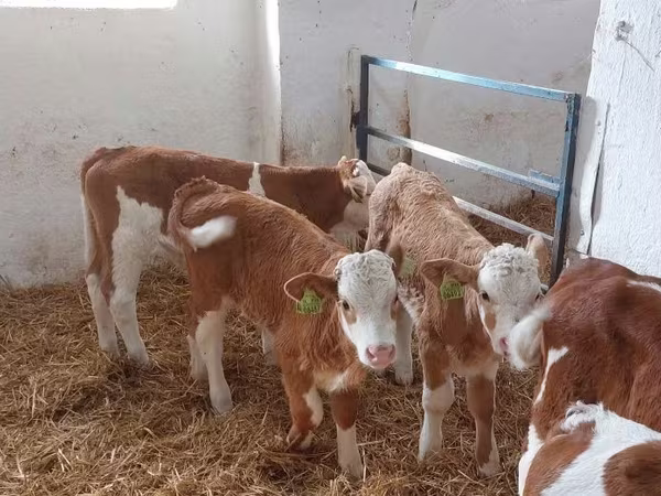 Tyre, Simmental cattle