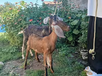 Bode, Nubian Goat — foto 2