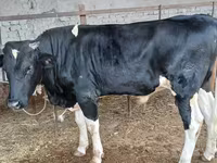 Lembu jantan, Russian Black pied cattle — foto 1