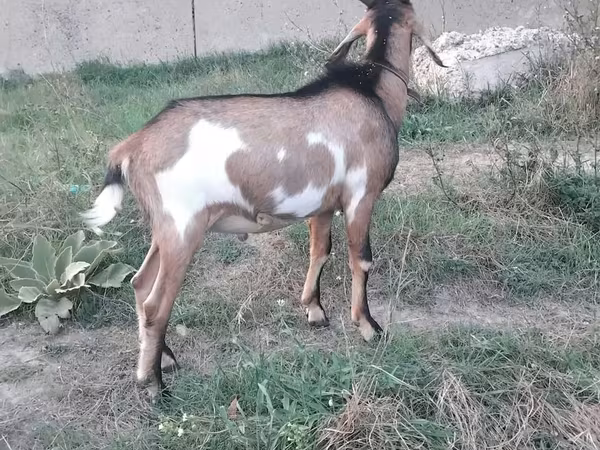 Billy Goat, Nubian Goat