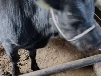 گاو نر, آبرادین-آنگوس — عکس 3