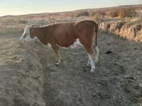 Αγελάδα, Simmental cattle — φωτογραφία 1
