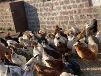 Chickens — عکس 3