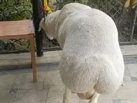 Ram, Sheep — photo 2