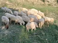 قوچ, گوسفند — عکس 3