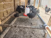 Ayam Cemani — ảnh 5