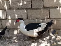 Magpie — foto 6
