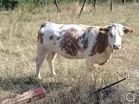 Dibi, Cattle — sawirka 1