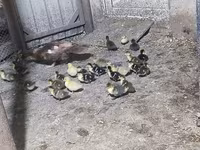 Ducks — Foto 2
