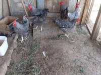 Chickens — عکس 7