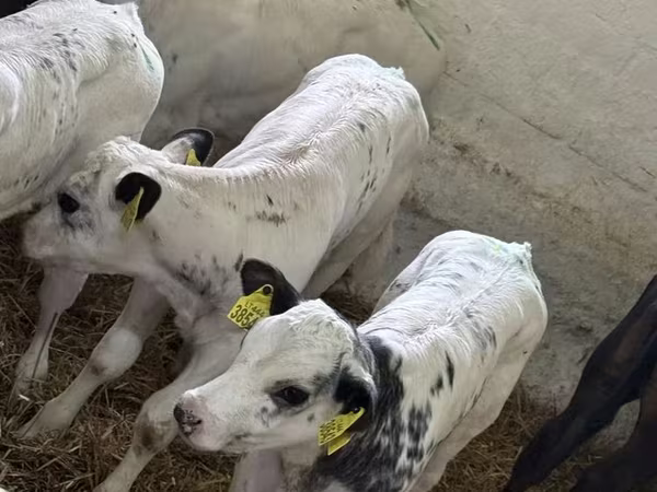 ষাঁড়, গরু