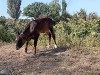 Бик, Swiss cattle — снимка 3
