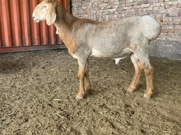Ram, Arashan sheep — Kyrgyzstan