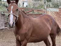 مادیان, Friesian sport horse — عکس 2