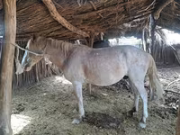 Hingst, Kazakh horse — foto 3