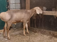 Berbec, Rhon sheep — foto 2
