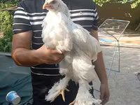 Chickens — عکس 1