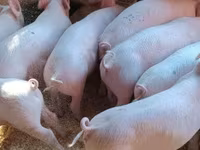 หมูป่าตัวผู้, Пьетрен — รูปภาพ 7
