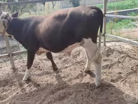 Tyre, Simmental cattle — foto 3
