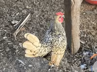Chickens — photo 2