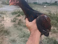 Chickens — foto 2