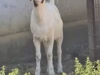 ماعز (دفعة، الجنس غير محدد), Boer goat — الصورة 2