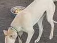 Aygʻir, Otlar — 8-rasm