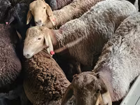 Ri’ lab, Boer goat — sawirka 1
