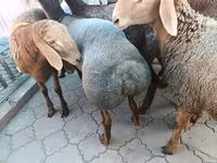 Ovan, Arashan sheep — fotografija 1