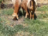 Vædder, Rhon sheep — foto 3