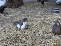 Turkeys — عکس 6
