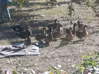 Geese — foto 2
