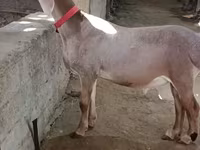 Schaf, Edilbay sheep — Foto 1