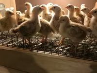 Chickens — zdjęcie 3