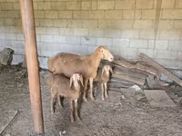Kambing betina, Tian-Shan semifinewool sheep — foto 5