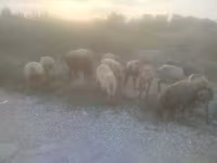 Oaie, Arashan sheep — foto 2