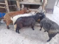 بز ماده, بز — عکس 2