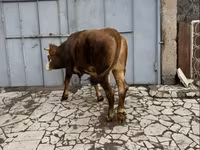 암소, Simmental cattle — 사진 1