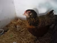 Chickens — புகைப்படம் 1