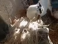 ፍየል, Goats — ፎቶ 7